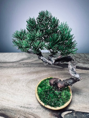 Light in the Garden - Juniper (Preserved Plants)