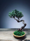 Light in the Garden - Juniper (Preserved Plants)