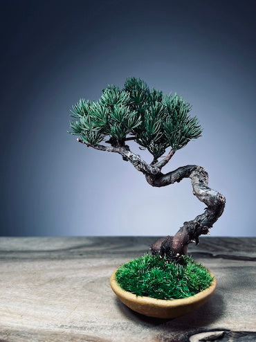 Light in the Garden - Juniper (Preserved Plants)