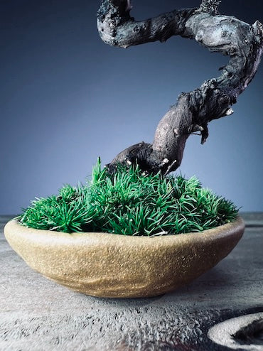 Light in the Garden - Juniper (Preserved Plants)