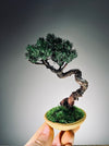 Light in the Garden - Juniper (Preserved Plants)