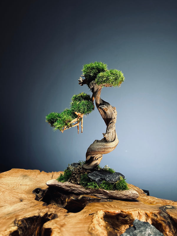 The Windcut Wood - Small version - Raw (Preserved Plants)