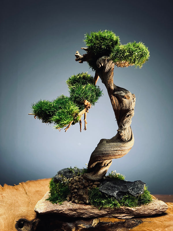 The Windcut Wood - Small version - Raw (Preserved Plants)