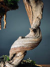 The Windcut Wood - Small version - Raw (Preserved Plants)