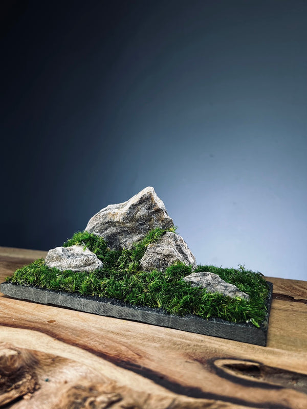 Summer Hill (Preserved Plants)