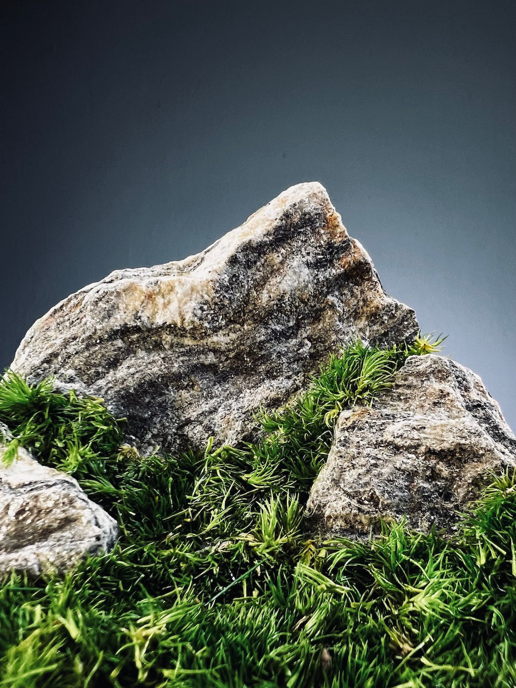 Summer Hill (Preserved Plants)