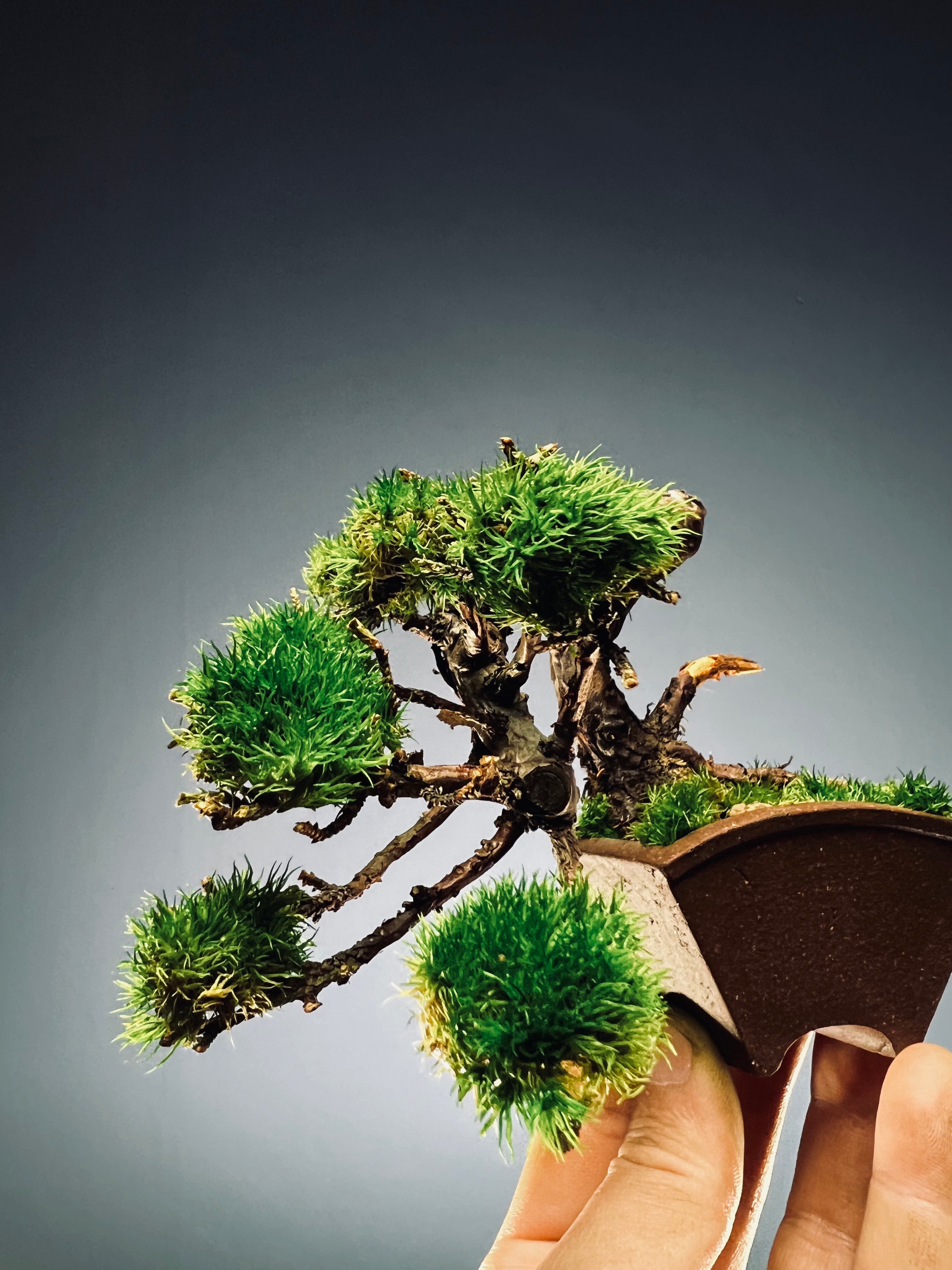Juniper by the Winding Path - Smaller version (Preserved Plants)