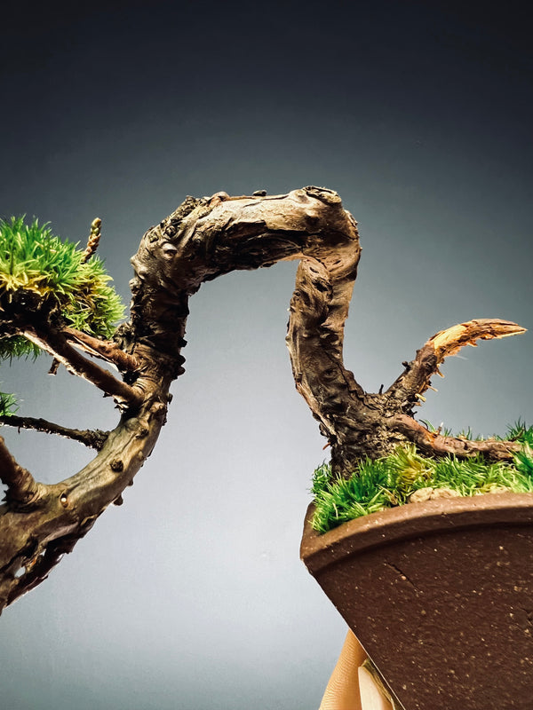 Juniper by the Winding Path - Smaller version (Preserved Plants)