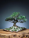 Snow Pine - Wonder (Preserved Plants)