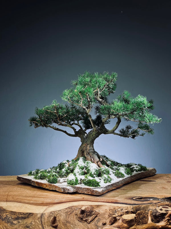 Snow Pine - Wonder (Preserved Plants)