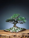 Snow Pine - Wonder (Preserved Plants)