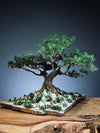 Snow Pine - Wonder (Preserved Plants)