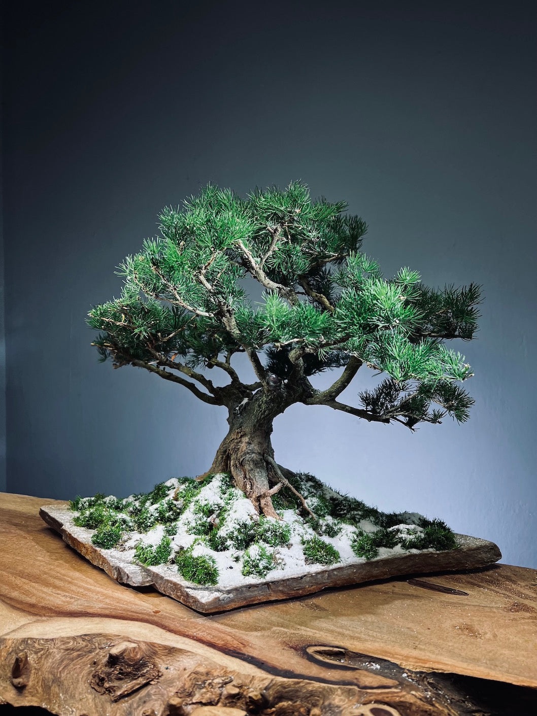 Snow Pine - Wonder (Preserved Plants)