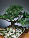 Snow Pine - Wonder (Preserved Plants)