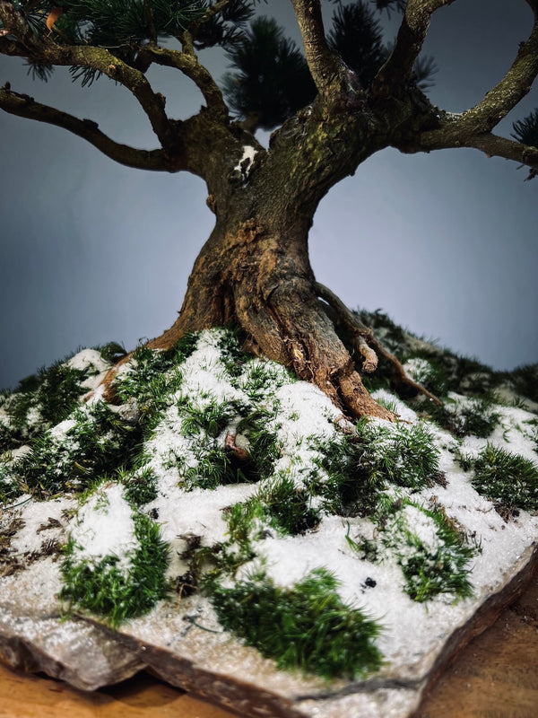Snow Pine - Wonder (Preserved Plants)