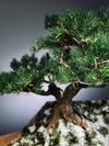 Snow Pine - Wonder (Preserved Plants)