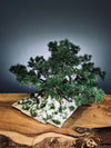 Snow Pine - Wonder (Preserved Plants)