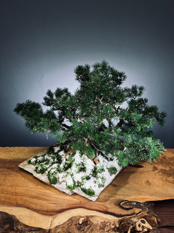 Snow Pine - Wonder (Preserved Plants)