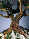 Snow Pine - Wonder (Preserved Plants)