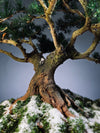 Snow Pine - Wonder (Preserved Plants)