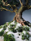 Snow Pine - Wonder (Preserved Plants)