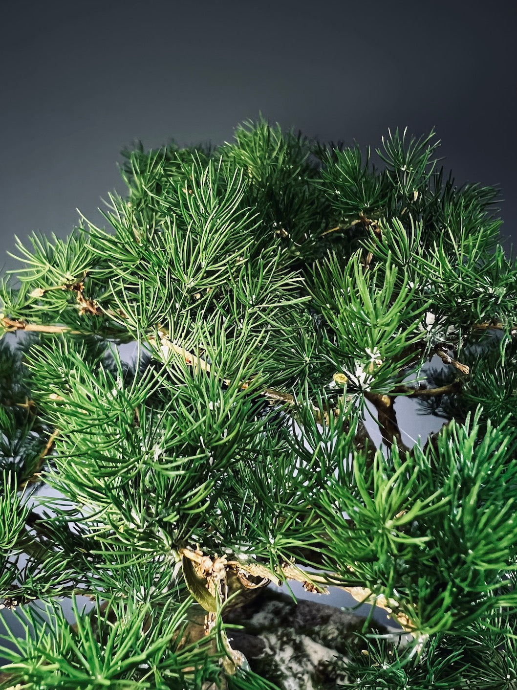 Snow Pine - Wonder (Preserved Plants)