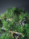 Snow Pine - Wonder (Preserved Plants)