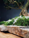 Snow Pine - Wonder (Preserved Plants)