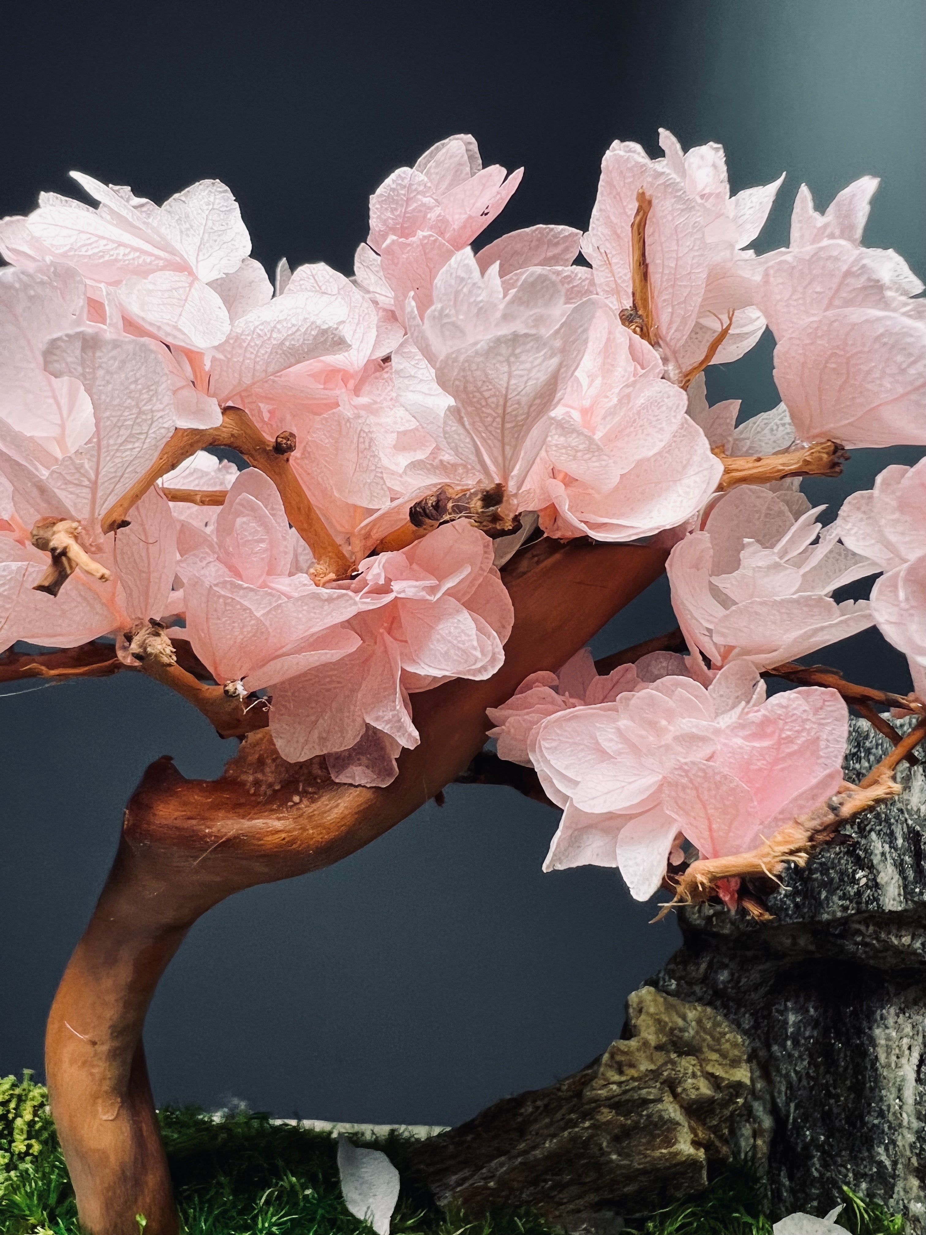 Violet Hill - Sakura edition - Large version (Preserved Plants)