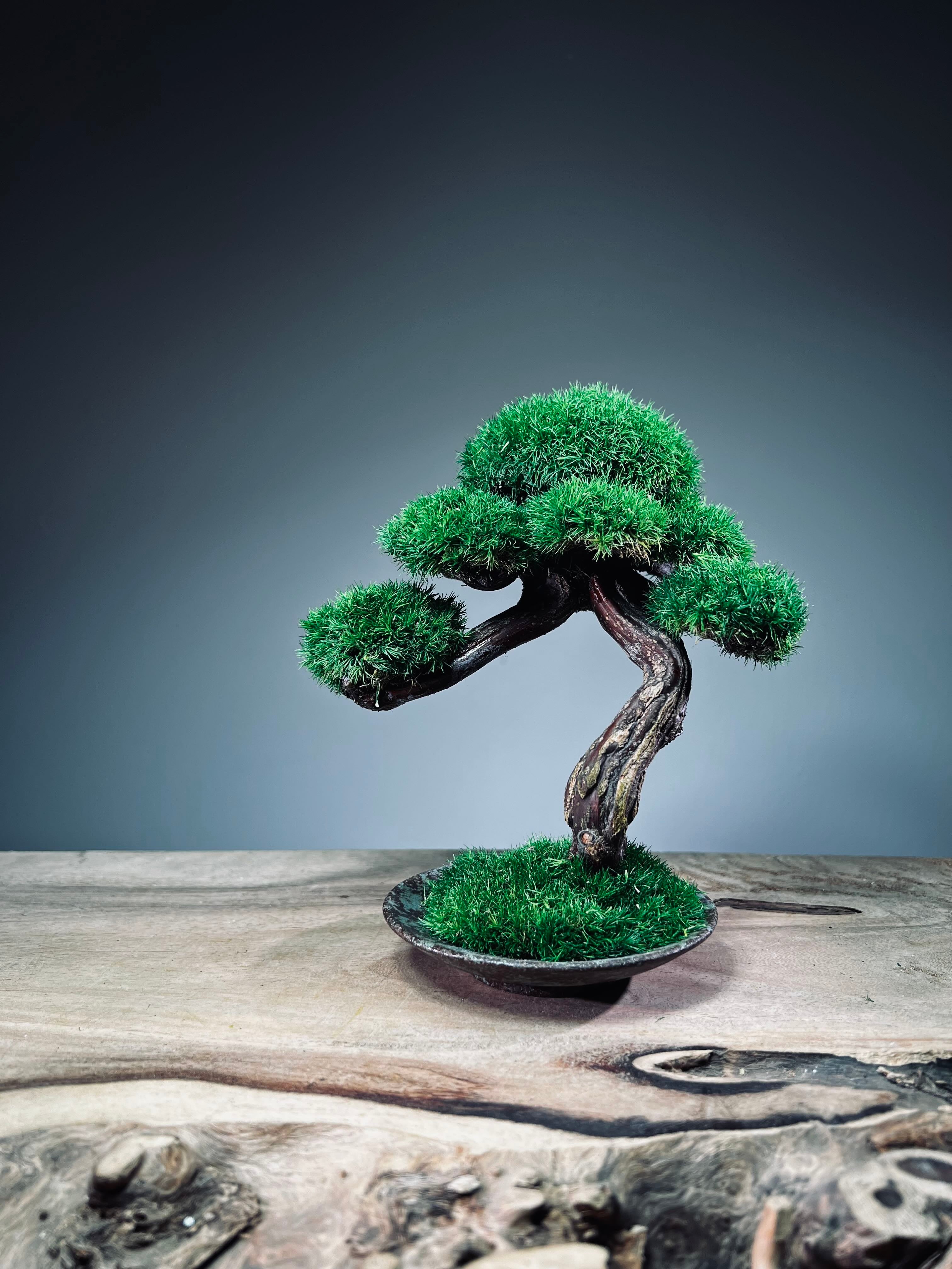Rosewood (Preserved Plants)