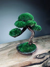 Rosewood (Preserved Plants)