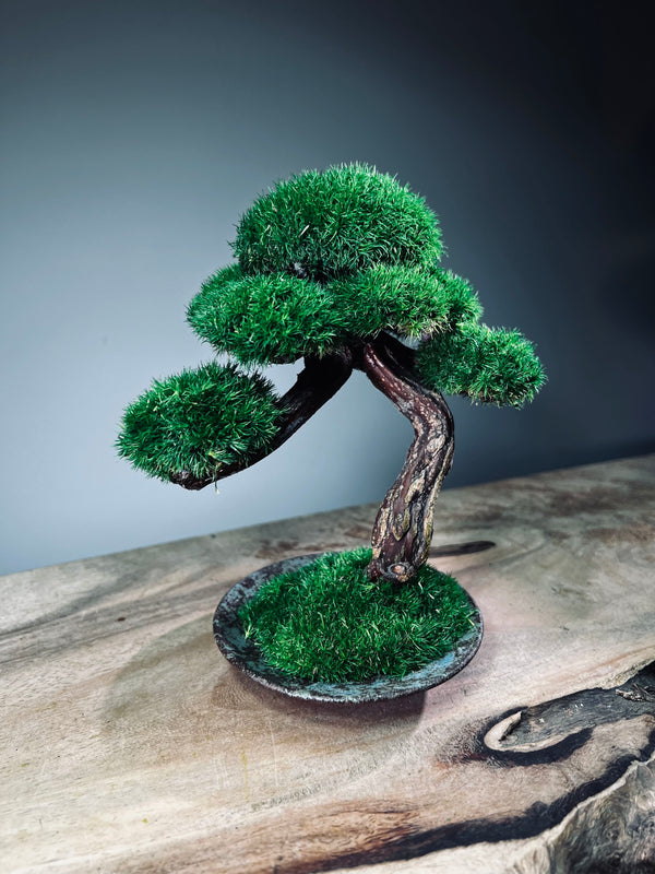 Rosewood (Preserved Plants)