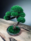 Rosewood (Preserved Plants)