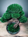 Rosewood (Preserved Plants)