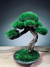 Rosewood (Preserved Plants)