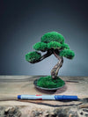 Rosewood (Preserved Plants)