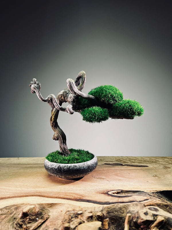 Rosewood - Cultured Wild (Preserved Plants)