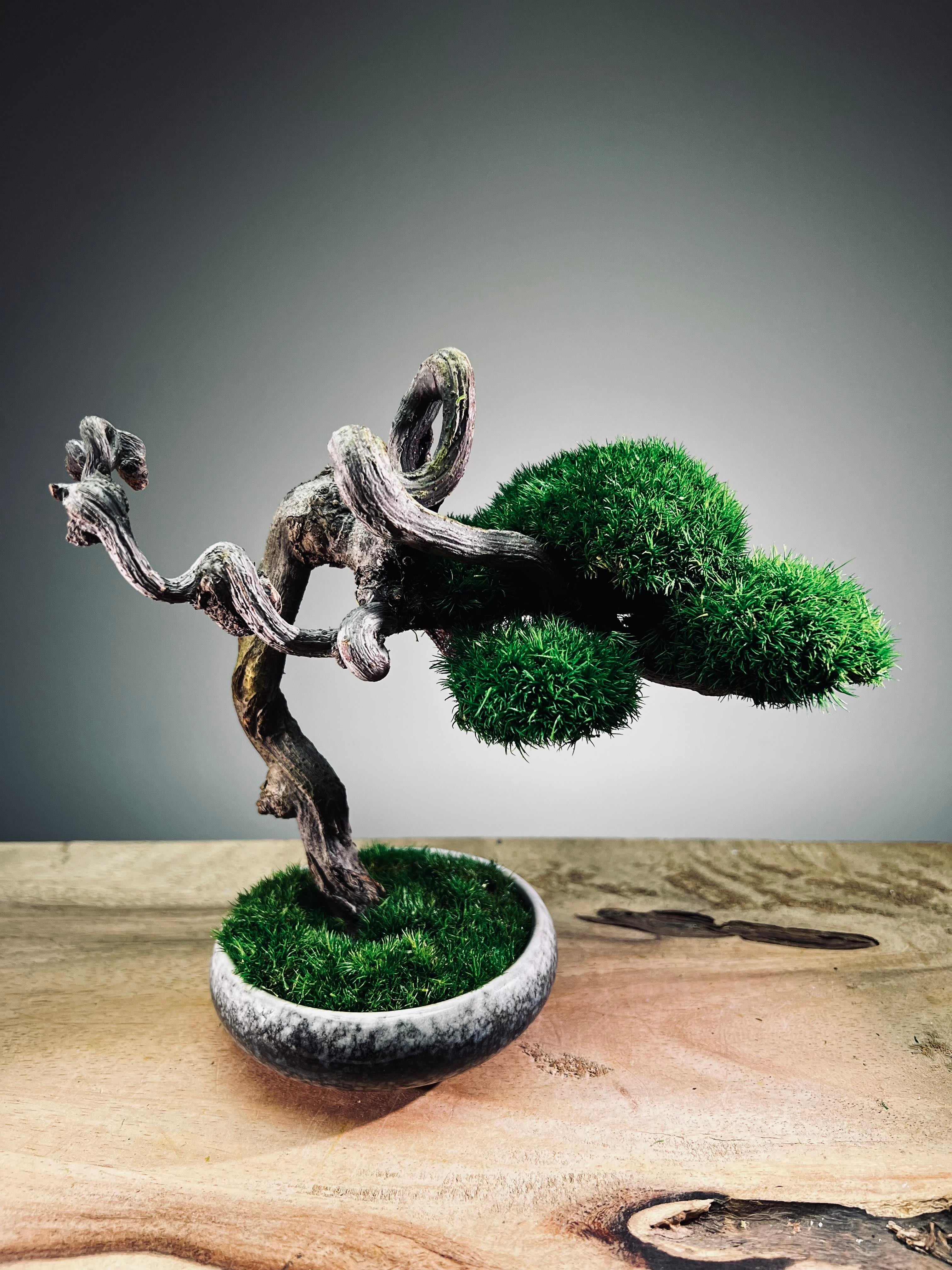 Rosewood - Cultured Wild (Preserved Plants)