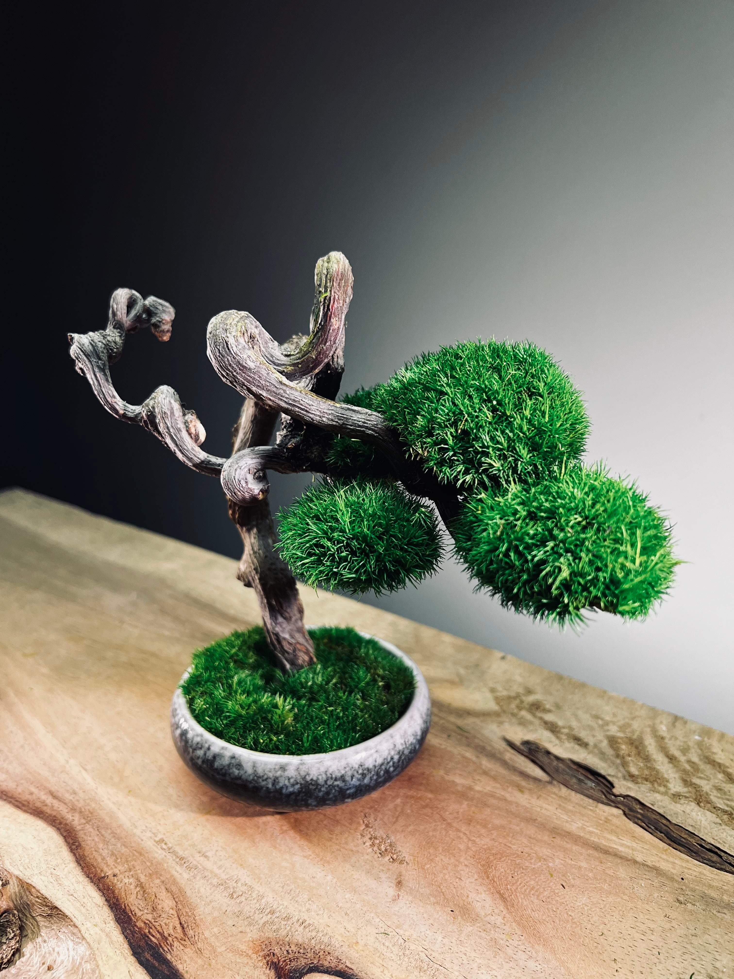 Rosewood - Cultured Wild (Preserved Plants)