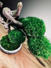 Rosewood - Cultured Wild (Preserved Plants)