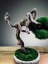 Rosewood - Cultured Wild (Preserved Plants)
