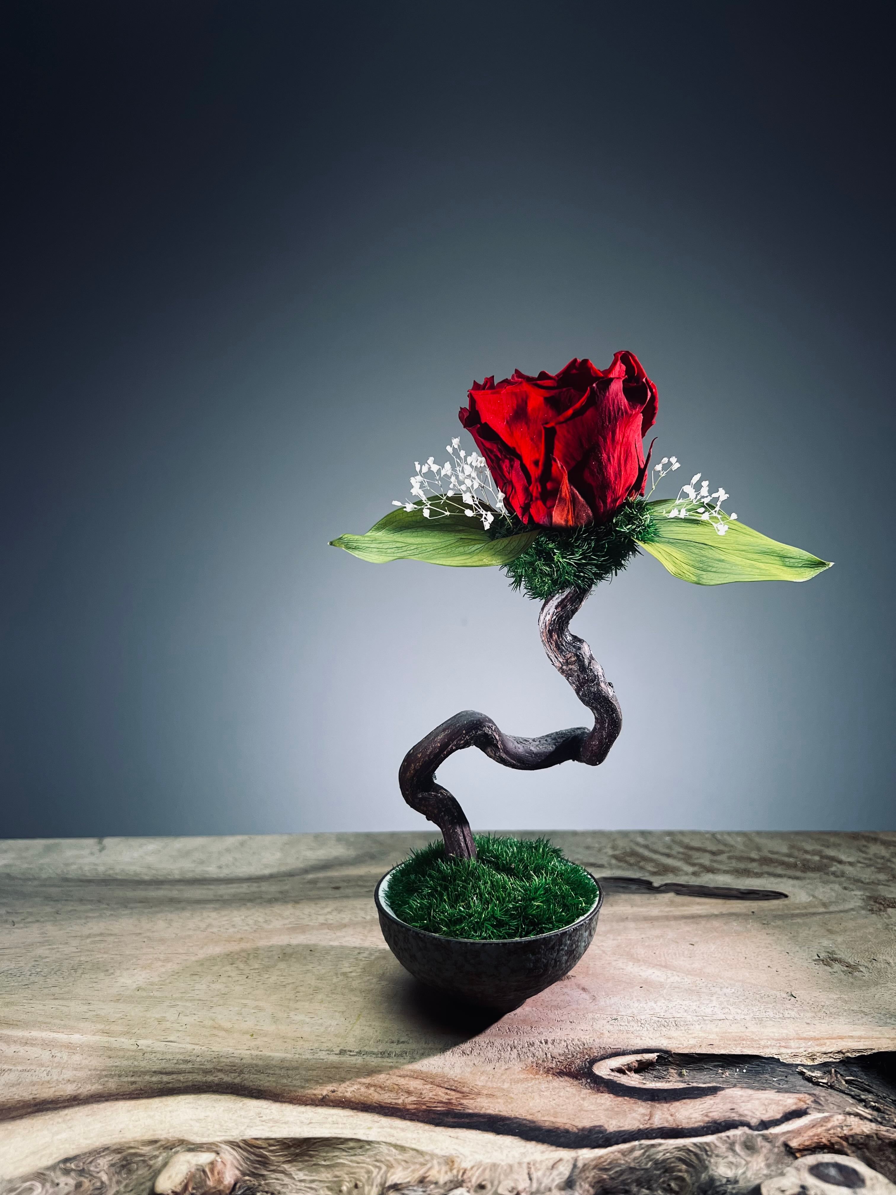 Children of the Forest - Jupiter (Preserved Plants)