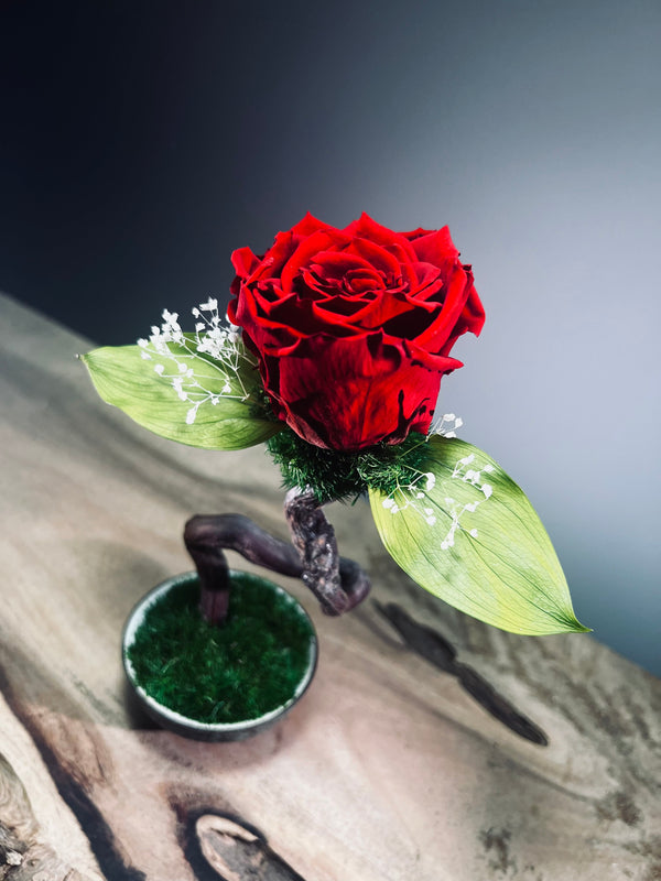 Children of the Forest - Jupiter (Preserved Plants)