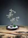 Snowfall - Swan Lake (Preserved Plants)