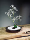 Snowfall - Swan Lake (Preserved Plants)