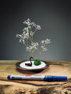 Snowfall - Swan Lake (Preserved Plants)
