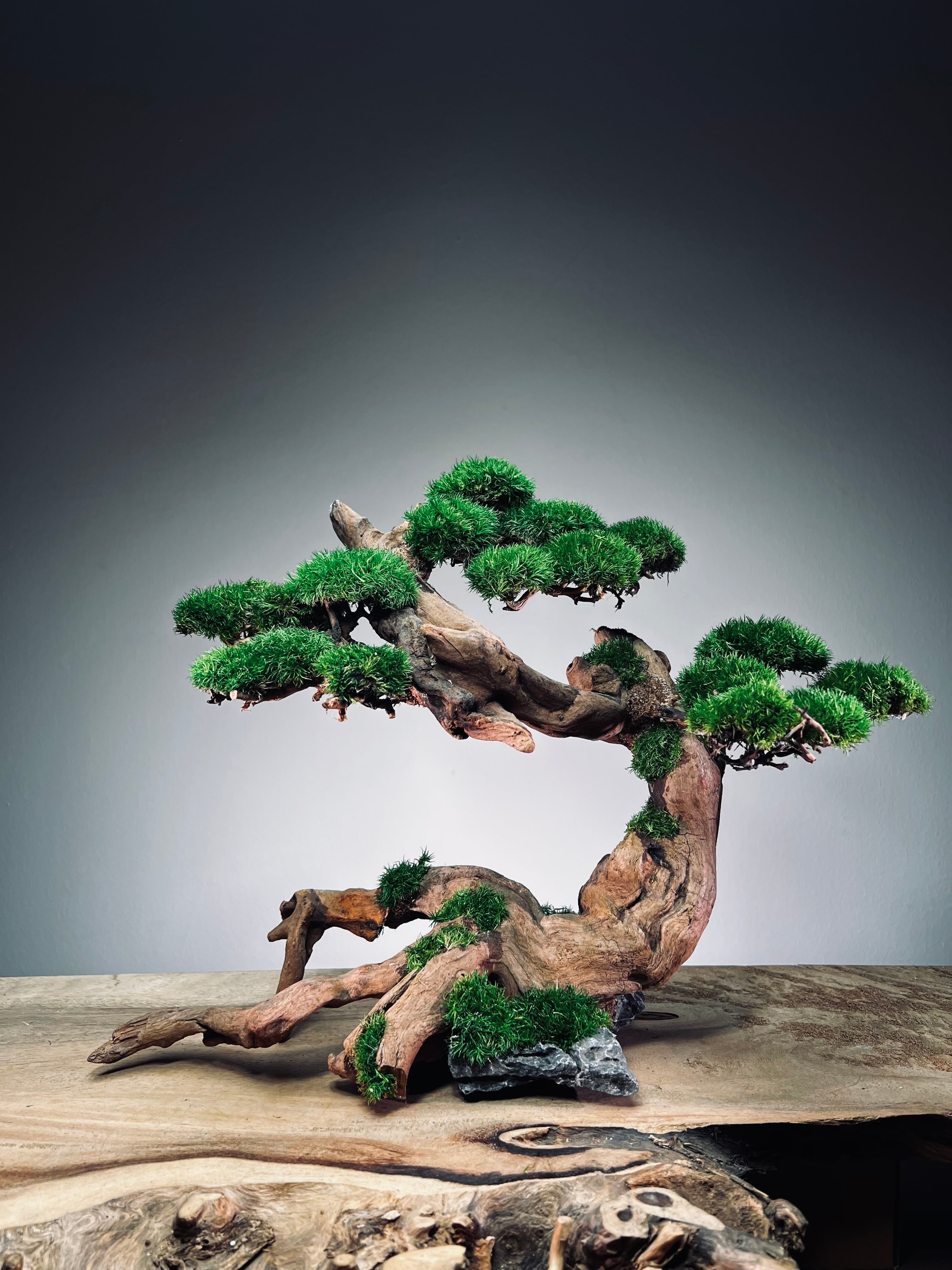 Greenwood - Maverick (Preserved Plants)
