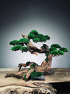 Greenwood - Maverick (Preserved Plants)