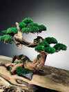 Greenwood - Maverick (Preserved Plants)