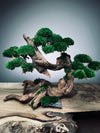 Greenwood - Maverick (Preserved Plants)
